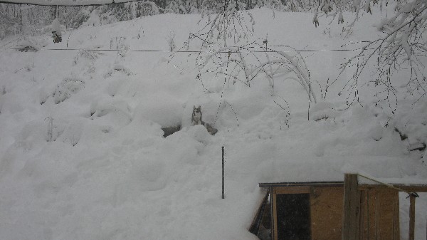 Click to view picture details [18546]