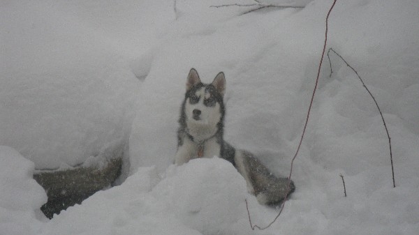 Click to view picture details [18549]