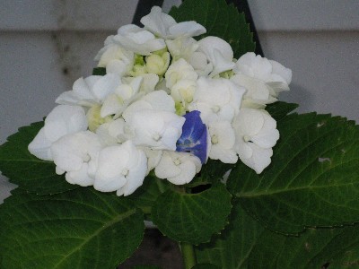 Click to view picture details [19121]