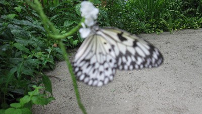 Click to view picture details [19258]