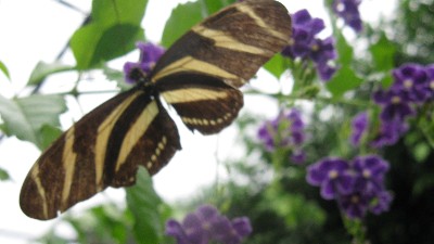 Click to view picture details [19269]