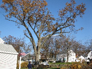 Click to view picture details [20016]