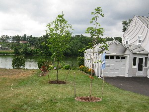 Click to view picture details [21250]