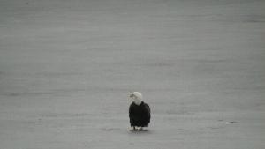 Click to view picture details [21773]