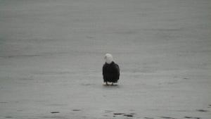 Click to view picture details [21774]