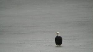 Click to view picture details [21776]