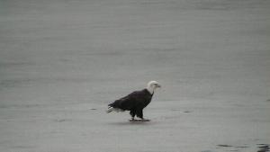 Click to view picture details [21779]