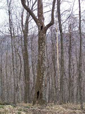 Click to view picture details [2836]