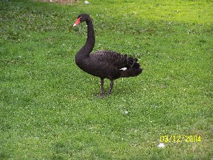 Click to view picture details [2928]