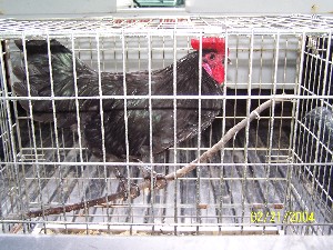 Click to view picture details [2934]