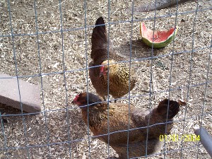 Click to view picture details [2935]