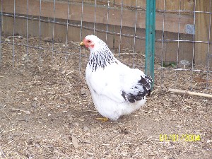 Click to view picture details [2936]