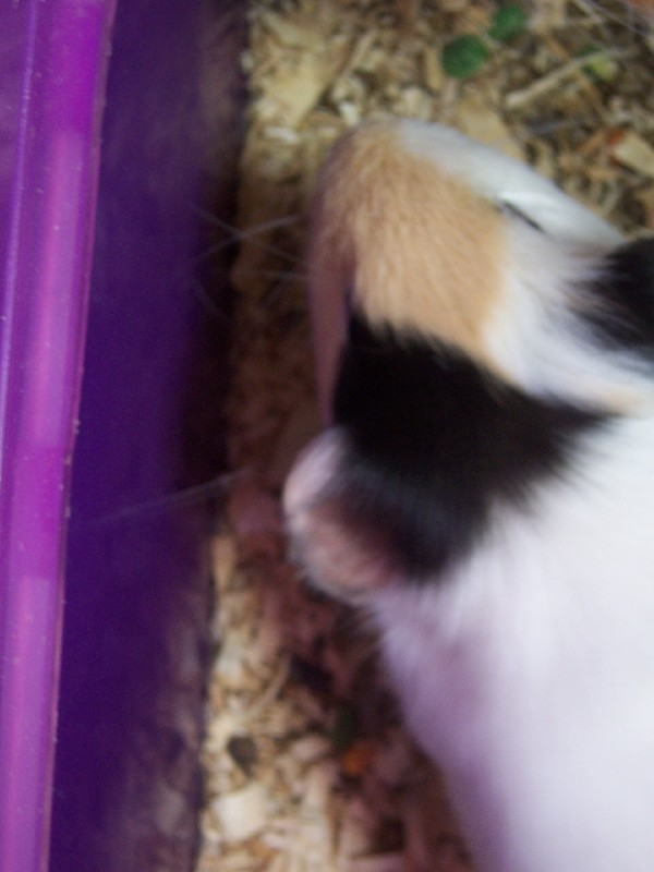 Click to view picture details [3174]