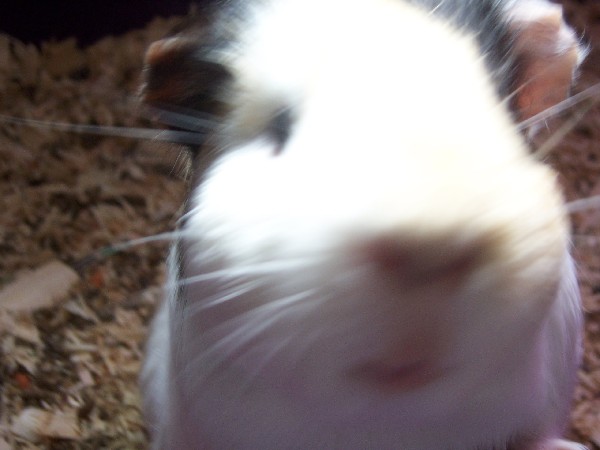 Click to view picture details [3175]