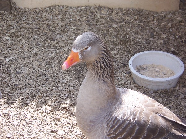 Click to view picture details [3177]