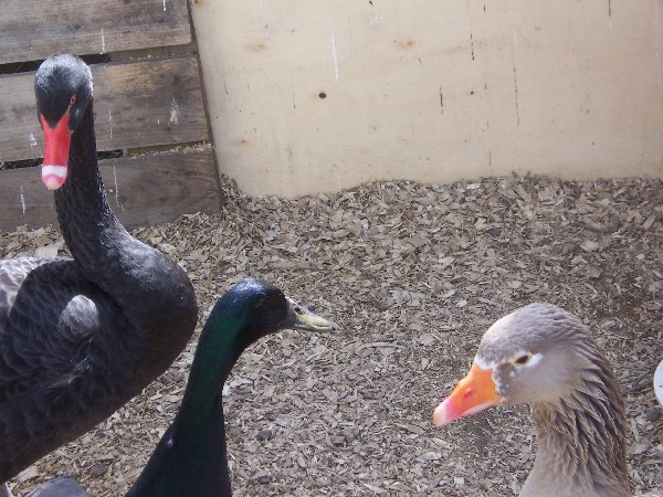 Click to view picture details [3178]