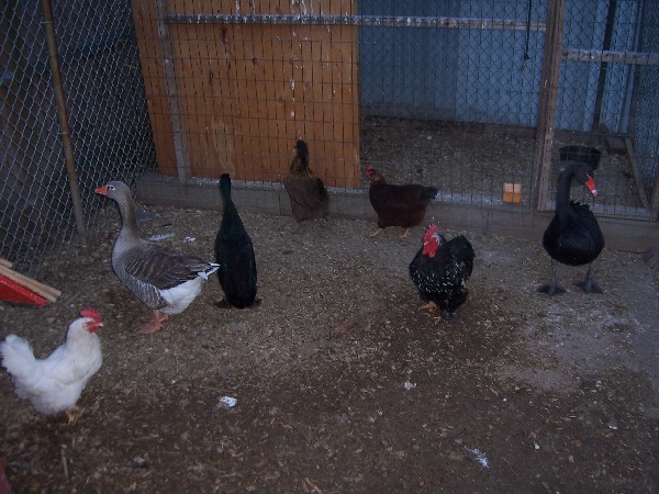 Click to view picture details [3179]