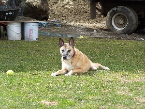 Click to view picture details [3185]