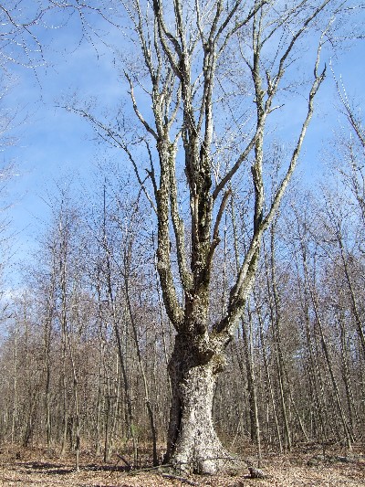 Click to view picture details [3400]