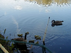 Click to view picture details [3612]