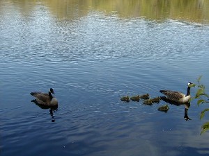 Click to view picture details [3613]