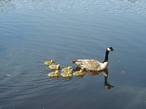 Click to view picture details [3615]