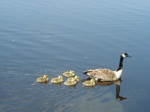 Click to view picture details [3616]