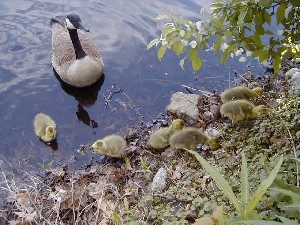 Click to view picture details [3618]