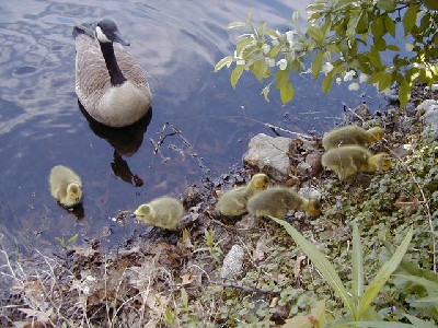 Click to view picture details [3618]