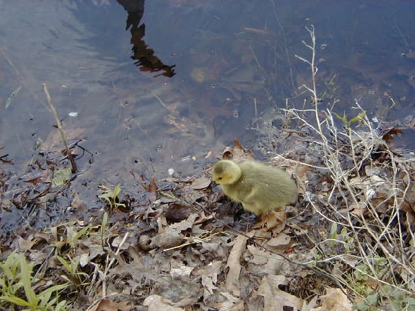 Click to view picture details [3619]