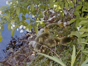 Click to view picture details [3620]