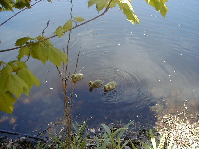 Click to view picture details [3621]