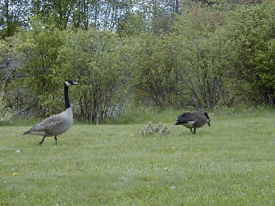 Click to view picture details [3649]