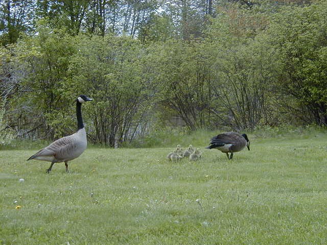 Click to view picture details [3649]