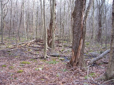 Click to view picture details [4665]