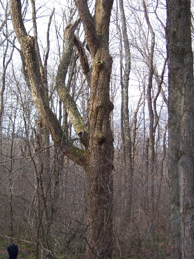 Click to view picture details [4668]