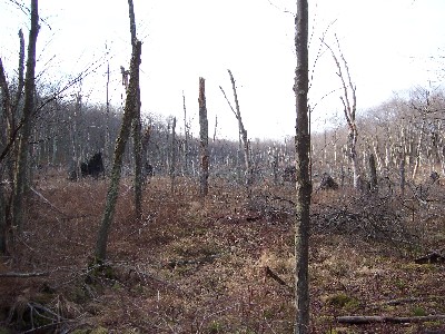 Click to view picture details [4670]