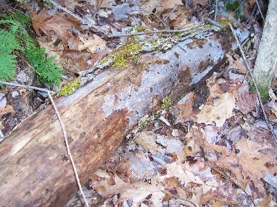 Click to view picture details [4675]