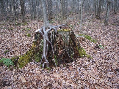 Click to view picture details [4686]