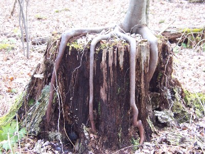 Click to view picture details [4688]