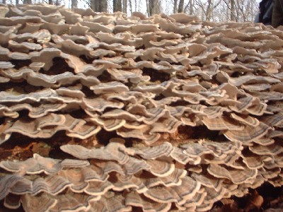 Click to view picture details [58]