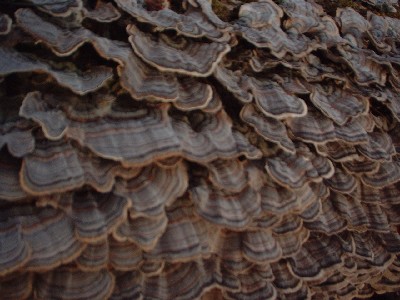 Click to view picture details [59]