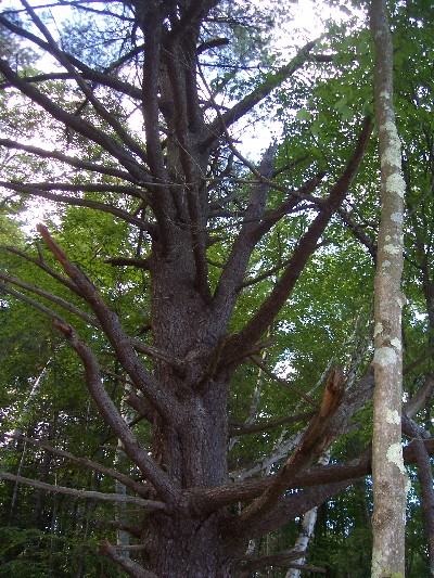 Click to view picture details [6643]