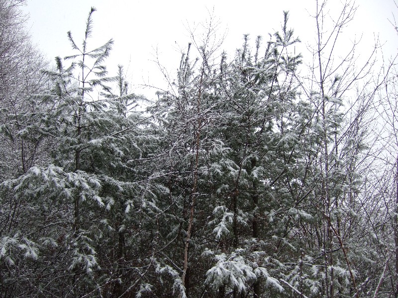 Click to view picture details [9138]