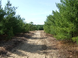 Click to view picture details [9613]