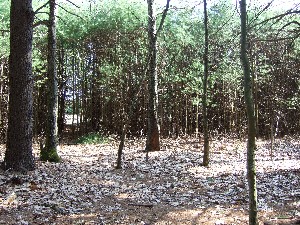 Click to view picture details [9620]