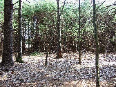 Click to view picture details [9620]