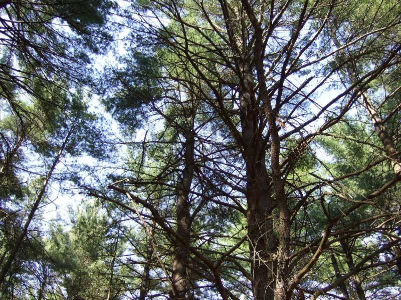 Click to view picture details [9621]