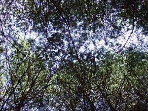 Click to view picture details [9625]