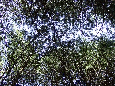 Click to view picture details [9625]